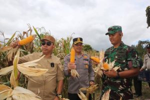 Bupati Taput Hadiri Panen Raya Jagung Serentak
