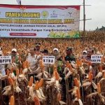 Jagung GMO Halal 100 Persen, Solusi Ketahanan Pangan Nasional