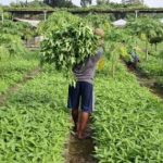 Panen Kangkung 400 Kg, Lapas Kediri Tunjukan Pembinaan Mandiri