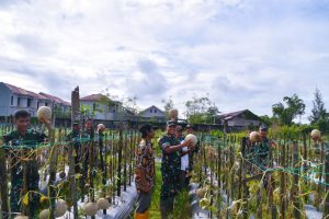 Dandim 1710/Mimika Tinjau Ketahanan Pangan di Lahan Percontohan Petani Binaan