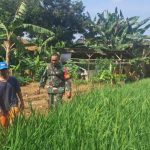 Babinsa Cimuning Tak Hanya Jaga Wilayah, Tapi Juga Dorong Ketahanan Pangan