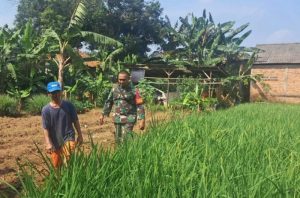 Babinsa Cimuning Tak Hanya Jaga Wilayah, Tapi Juga Dorong Ketahanan Pangan