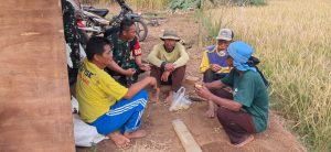 Kebersamaan Babinsa Cimuning dan Kelompok Tani, Wujud Nyata Perkuat Ketahanan Pangan Nasional