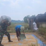 Babinsa Cimuning Turun ke Sawah Bantu Panen Padi, Hasil Memuaskan: 3 Ton Siap Diserap Bulog