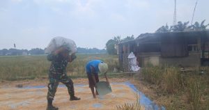 Babinsa Cimuning Turun ke Sawah Bantu Panen Padi, Hasil Memuaskan: 3 Ton Siap Diserap Bulog