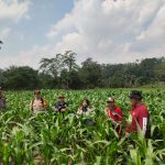 Kapolsek Pantau Progres Pertumbuhan Jagung di Demplot Rajawali Polsek Mempawah Hulu