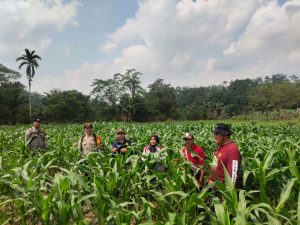Kapolsek Pantau Progres Pertumbuhan Jagung di Demplot Rajawali Polsek Mempawah Hulu