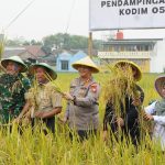 Kodim 0502/JU Panen Padi Bersama Gapoktan Rorotan Jaya, Perkuat Program Ketahanan Pangan di Jakarta Utara