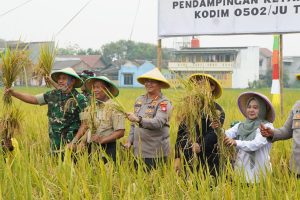 Kodim 0502/JU Panen Padi Bersama Gapoktan Rorotan Jaya, Perkuat Program Ketahanan Pangan di Jakarta Utara