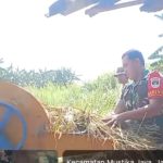 Babinsa Padurenan dan PPL Pertanian Dampingi Poktan Jambon Jaya Panen Padi