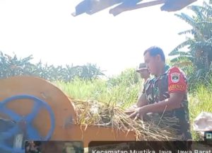 Babinsa Padurenan dan PPL Pertanian Dampingi Poktan Jambon Jaya Panen Padi