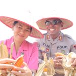 Polres Toba Gelar Panen Raya Jagung Serentak Kuartal III di Desa Matio, Dorong Ketahanan Pangan Daerah