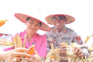 Polres Toba Gelar Panen Raya Jagung Serentak Kuartal III di Desa Matio, Dorong Ketahanan Pangan Daerah