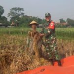 Babinsa Padurenan Panen Raya dan Makan Liwet Bareng Warga: Wujud Nyata Kedekatan TNI dengan Rakyat