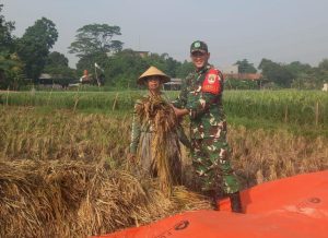 Babinsa Padurenan Panen Raya dan Makan Liwet Bareng Warga: Wujud Nyata Kedekatan TNI dengan Rakyat