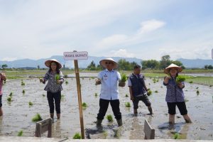 Wabup Toba Audi Murphy Ajak Petani Terapkan Tanam Serentak Demi Panen Maksimal