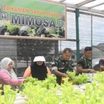 Dandim 1710/Mimika dan Ketua Persit KCK Cabang XXXV Panen Selada di Kebun Hidroponik Mimosa