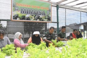 Dandim 1710/Mimika dan Ketua Persit KCK Cabang XXXV Panen Selada di Kebun Hidroponik Mimosa