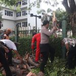 Ditpamobvit Polda Metro Jaya Gerak Cepat Evakuasi Pohon Tumbang Dekat Stasiun MRT Jakarta