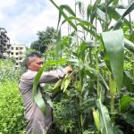 Panen Jagung Brimob Metro Jaya Dukung Program Ketahanan Pangan Nasional