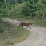 KRISIS HARIMAU DI ACEH TIMUR: Tujuh Hari Mencekam, Warga Hidup dalam Ketakutan, Pemerintah Lamban !