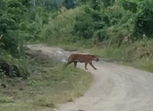 KRISIS HARIMAU DI ACEH TIMUR: Tujuh Hari Mencekam, Warga Hidup dalam Ketakutan, Pemerintah Lamban !