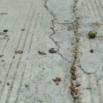 DD Lamongan Disorot: Baru Dibangun, Rabat Beton Desa Sumurgenuk Sudah Retak