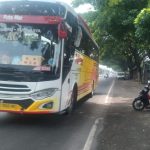 Ancaman Maut di Jalur Nasional Lamongan-Babat: Ribuan Pohon Tua Diklaim Rawan Tumbang