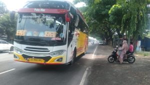 Ancaman Maut di Jalur Nasional Lamongan-Babat: Ribuan Pohon Tua Diklaim Rawan Tumbang