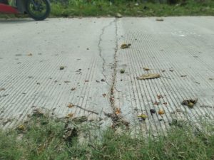 Proyek Rabat Beton Desa Sumurgenuk Rusak Parah: Kades dan Kadis DPMD Lamongan Pilih Bungkam