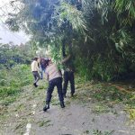 Gerak Cepat Polsek Balige Bersama BNPB dan Warga Bersihkan Jalan Raya dari Pohon Tumbang