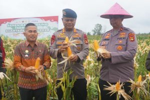 Dukung Swasembada Pangan, Kapolda Sumsel Pimpin Panen Raya di Ogan Ilir