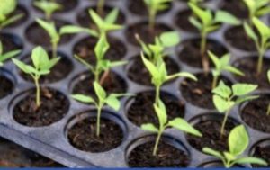 Pemkab Bojonegoro Salurkan Bibit Cabai Dorong Ketahanan Pangan Warga