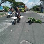 Jalan Nasional Lamongan Rusak Parah Ditanami Pohon Pisang Jadi Sorotan Warga
