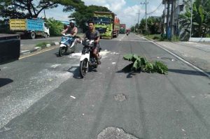 Jalan Nasional Lamongan Rusak Parah Ditanami Pohon Pisang Jadi Sorotan Warga