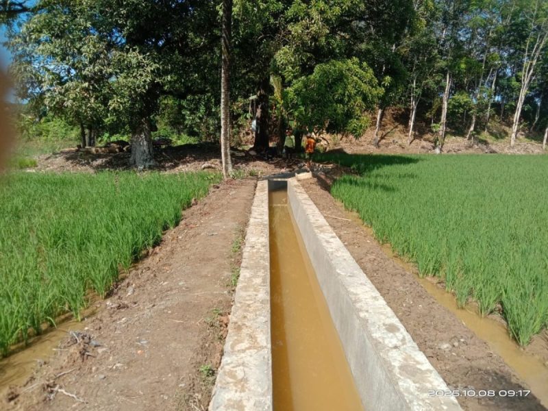 127 Kelompok Tani Lebong Bangun Irigasi Sawah Melalui Program OPLAH 2025