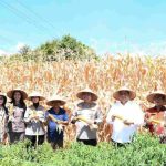 Kapolda Sumut Bersama Bupati dan Wakil Bupati Samosir Panen Jagung Program Ketahanan Pangan Nasional