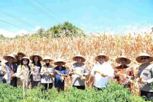 Kapolda Sumut Bersama Bupati dan Wakil Bupati Samosir Panen Jagung Program Ketahanan Pangan Nasional