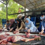 Hari Raya Idul Adha 1445 H, Pangkalan TNI AL Simeulue Laksanakan Penyembelihan dan Penyerahan Hewan Qurban Kepada Warga