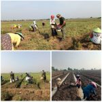 Korem 051/Wkt Dorong Panen dan Tanam Bawang Merah di Sukatani