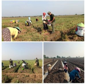 Korem 051/Wkt Dorong Panen dan Tanam Bawang Merah di Sukatani