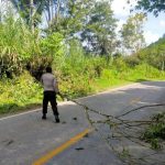 Respon Cepat Personil Polsek Lumban Julu Pembersihan Pohon Tumbang Di Jalinsum