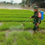 Tingkatkan Ketahanan Pangan di Wilayah, Serka Ujang Parman Bantu Kelompok Tani Lakukan Pengolahan Lahan Pertanian