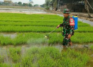 Tingkatkan Ketahanan Pangan di Wilayah, Serka Ujang Parman Bantu Kelompok Tani Lakukan Pengolahan Lahan Pertanian