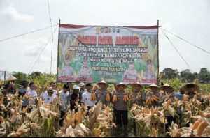 Panen Raya Jagung Hibrida, Kapolda Banten: Bentuk Nyata Upaya Bersama untuk Ketahanan Pangan