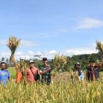 Kodim Wonosobo dan Bulog Turun Langsung ke Sawah, Serap Gabah Petani Demi Kesejahteraan