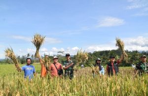 Kodim Wonosobo dan Bulog Turun Langsung ke Sawah, Serap Gabah Petani Demi Kesejahteraan