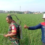 Babinsa Cimuning Dampingi Petani Rawat 12 Hektar Lahan Sawah: Wujud Nyata Ketahanan Pangan di Kota Bekasi