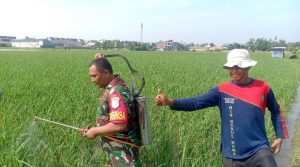 Babinsa Cimuning Dampingi Petani Rawat 12 Hektar Lahan Sawah: Wujud Nyata Ketahanan Pangan di Kota Bekasi