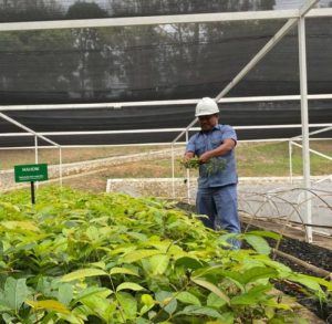 INALUM dan PJT I Perkuat Konservasi Danau Toba Lewat Penanaman Pohon dan Pembibitan Modern